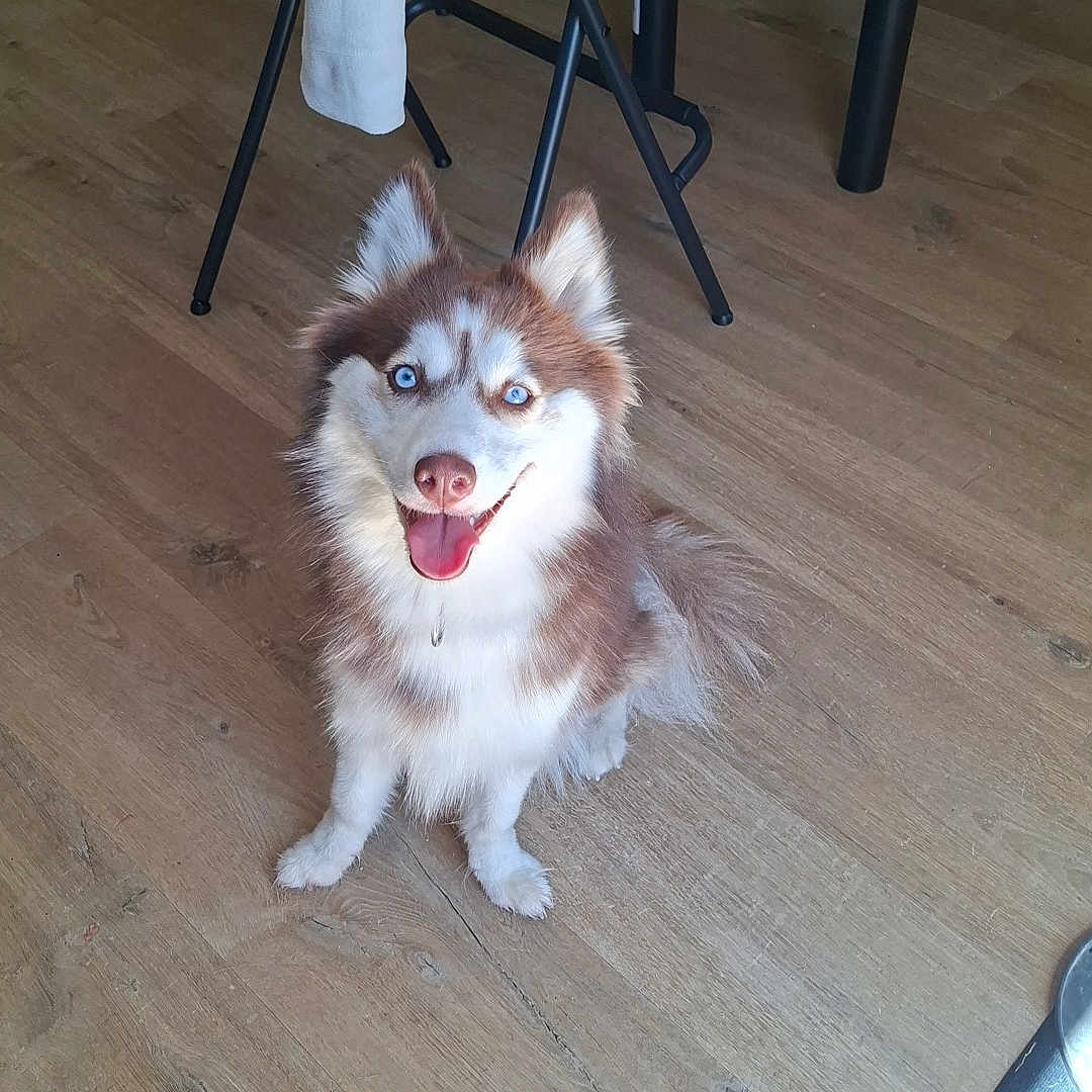 Nuts a rejoint le concours — aidez-le/la à gagner de superbes lots ! dog, husky, puppy, blue_eyes, smiling, indoor, wooden_floor, fur, pet, canine, sitting, happy, tongue_out, chair_legs, natural_light, white_and_brown, cute, animal, domestic, friendly