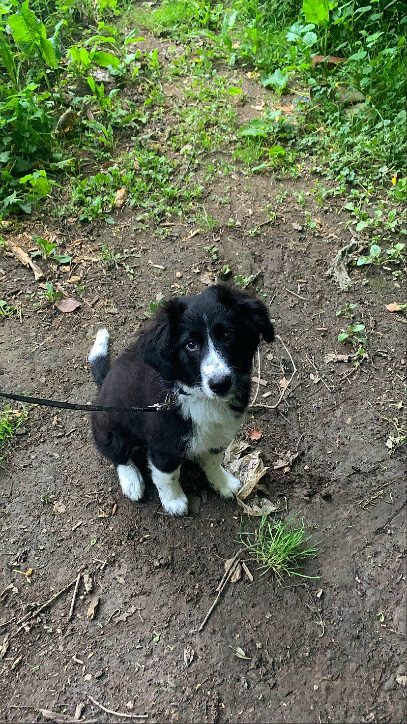 Masha participe au concours pour gagner de l'argent avec cette photo : borador, border_collie, canidae, carnivore, companion_dog, dog, dog_breed, grass, gun_dog, herding_dog, hunting_dog, plant, soil, sporting_group, tail, terrestrial_animal, working_animal, working_dog