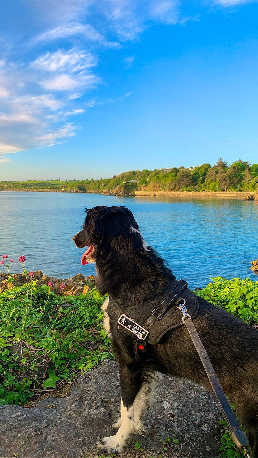 Masha participe au concours pour gagner de l'argent avec cette photo : carnivore, cloud, collar, companion_dog, dog, dog_breed, dog_collar, fawn, flower, grass, lake, leash, leisure, pet_supply, plant, sky, tree, water, water_resources, working_animal
