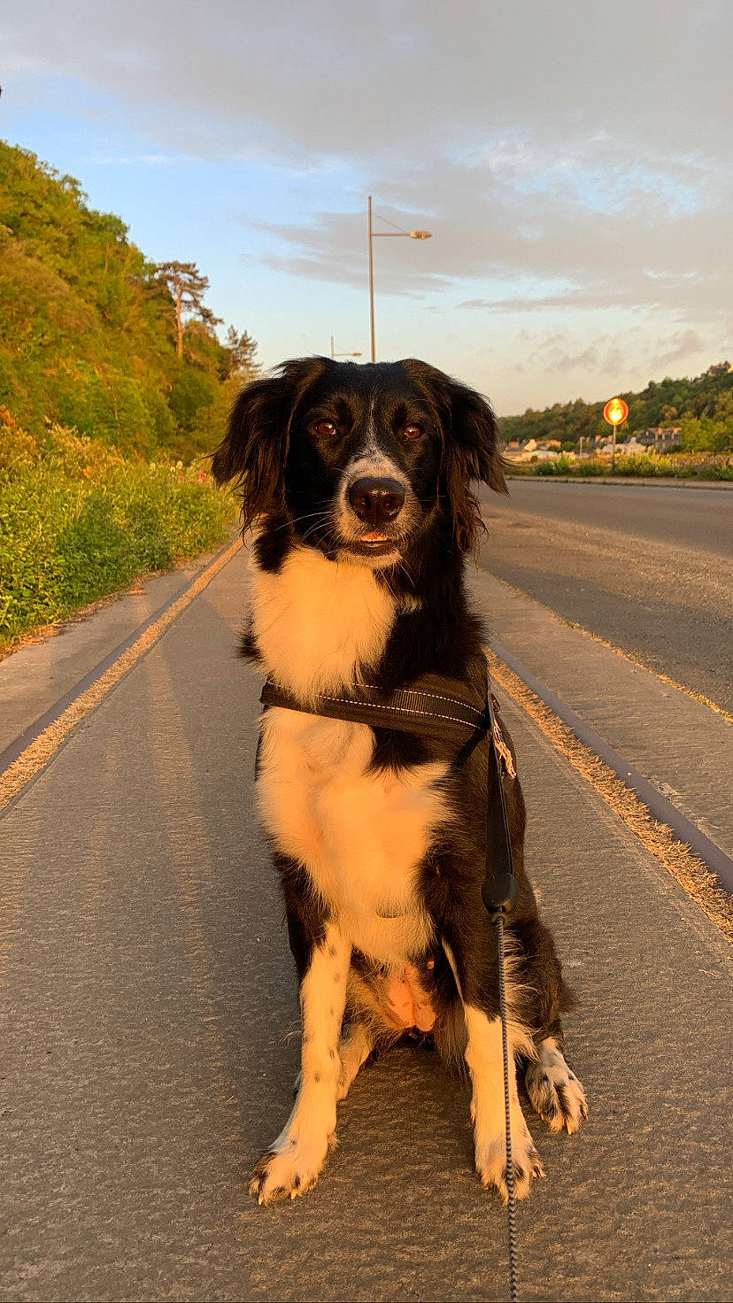 Masha participe au concours pour gagner de l'argent avec cette photo : asphalt, automotive_tire, canidae, carnivore, cloud, collar, companion_dog, dog, dog_breed, dog_collar, fur, gun_dog, landscape, plant, road, sky, snout, sporting_group, tree, working_dog