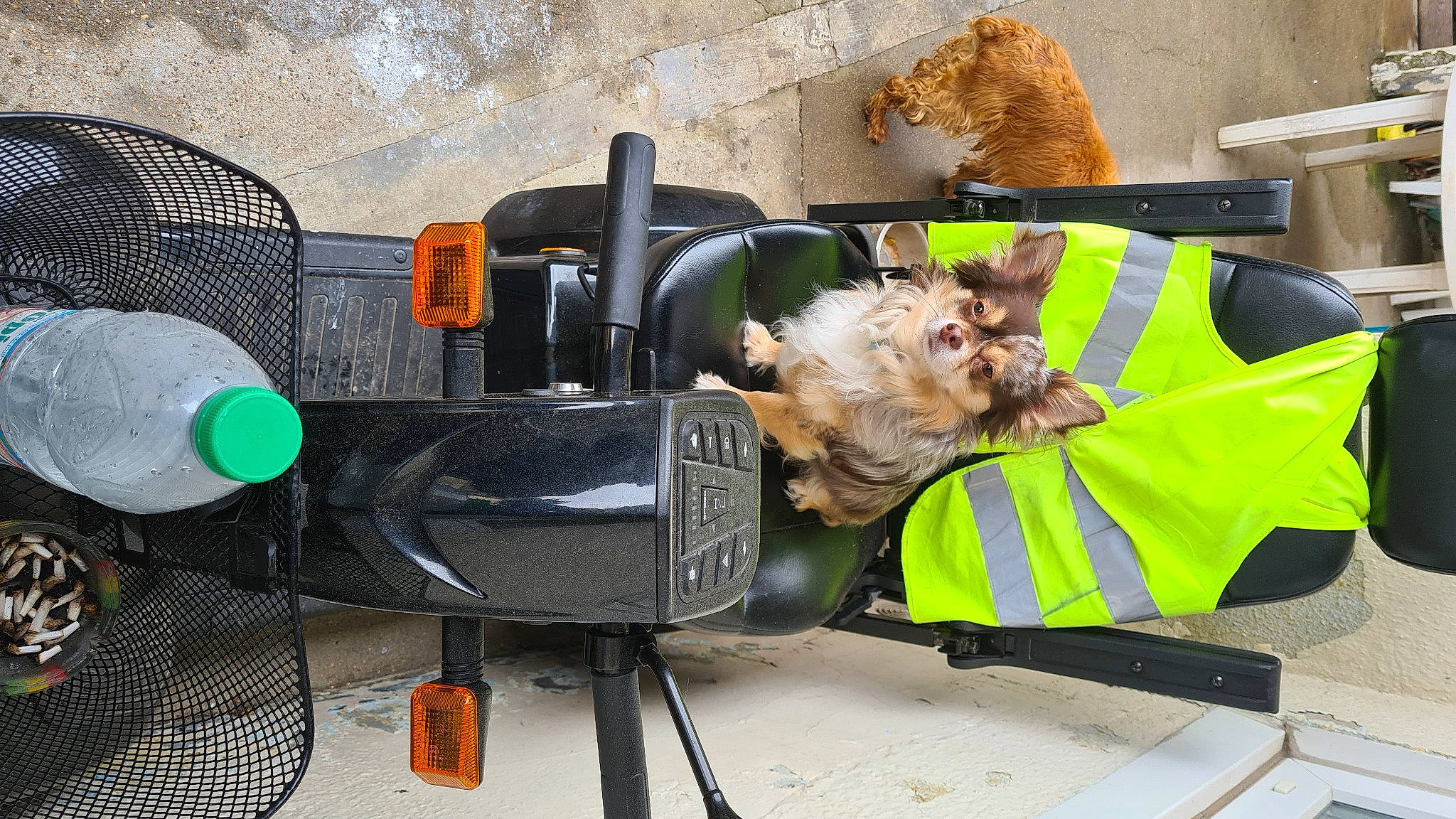 Noctis participe au concours pour gagner de l'argent avec cette photo : automotive_exterior, automotive_mirror, automotive_tire, carnivore, collar, companion_dog, dog, dog_breed, dog_supply, fawn, gas, machine, motor_vehicle, pet_supply, snout, toy_dog, vehicle, vertebrate, working_animal, yellow