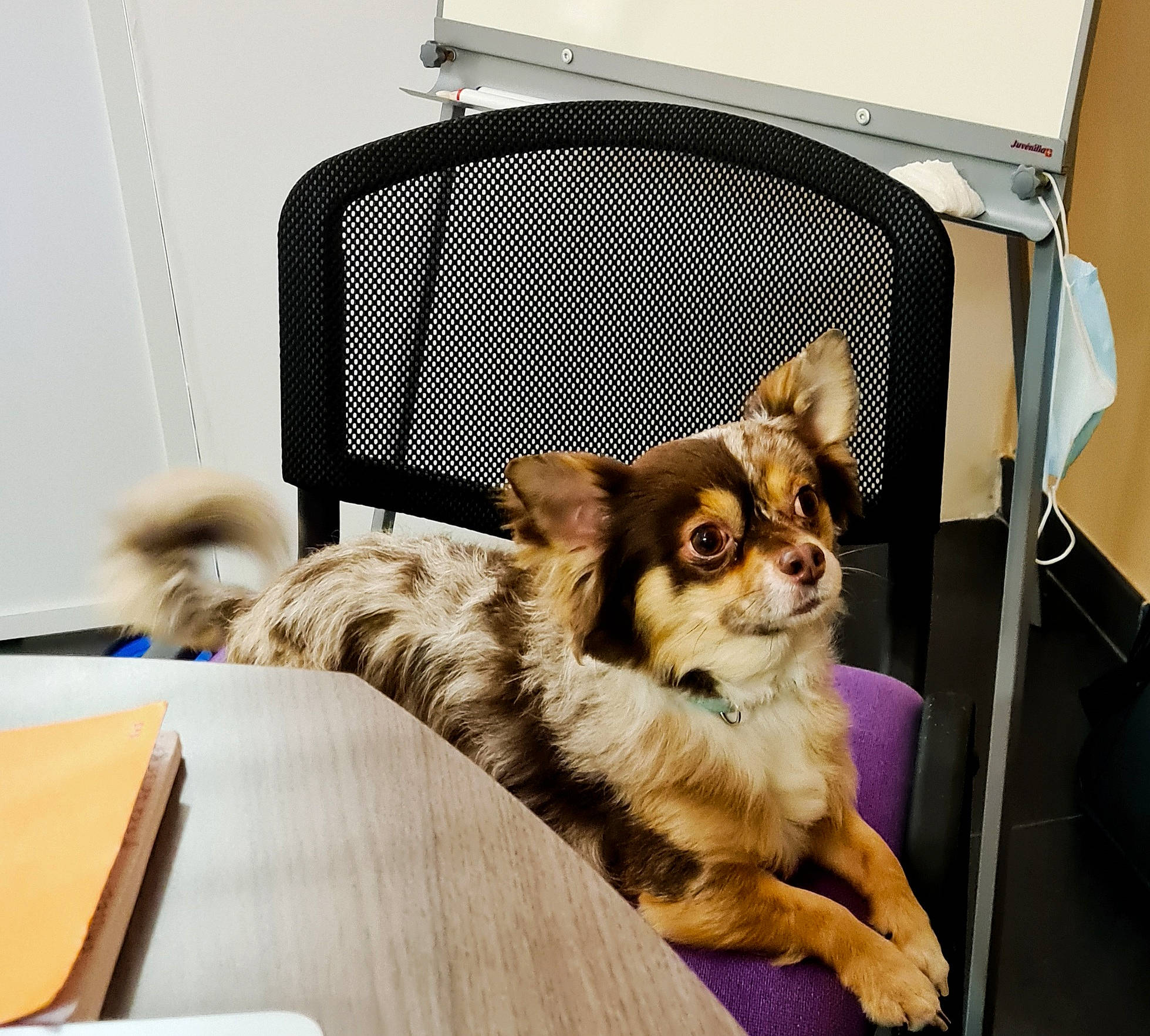 Noctis participe au concours pour gagner de l'argent avec cette photo : carnivore, chair, comfort, companion_dog, couch, dog, dog_breed, fawn, felidae, fur, furniture, outdoor_furniture, pet_supply, room, small_to_medium_sized_cats, sporting_group, table, toy_dog, whiskers, wood