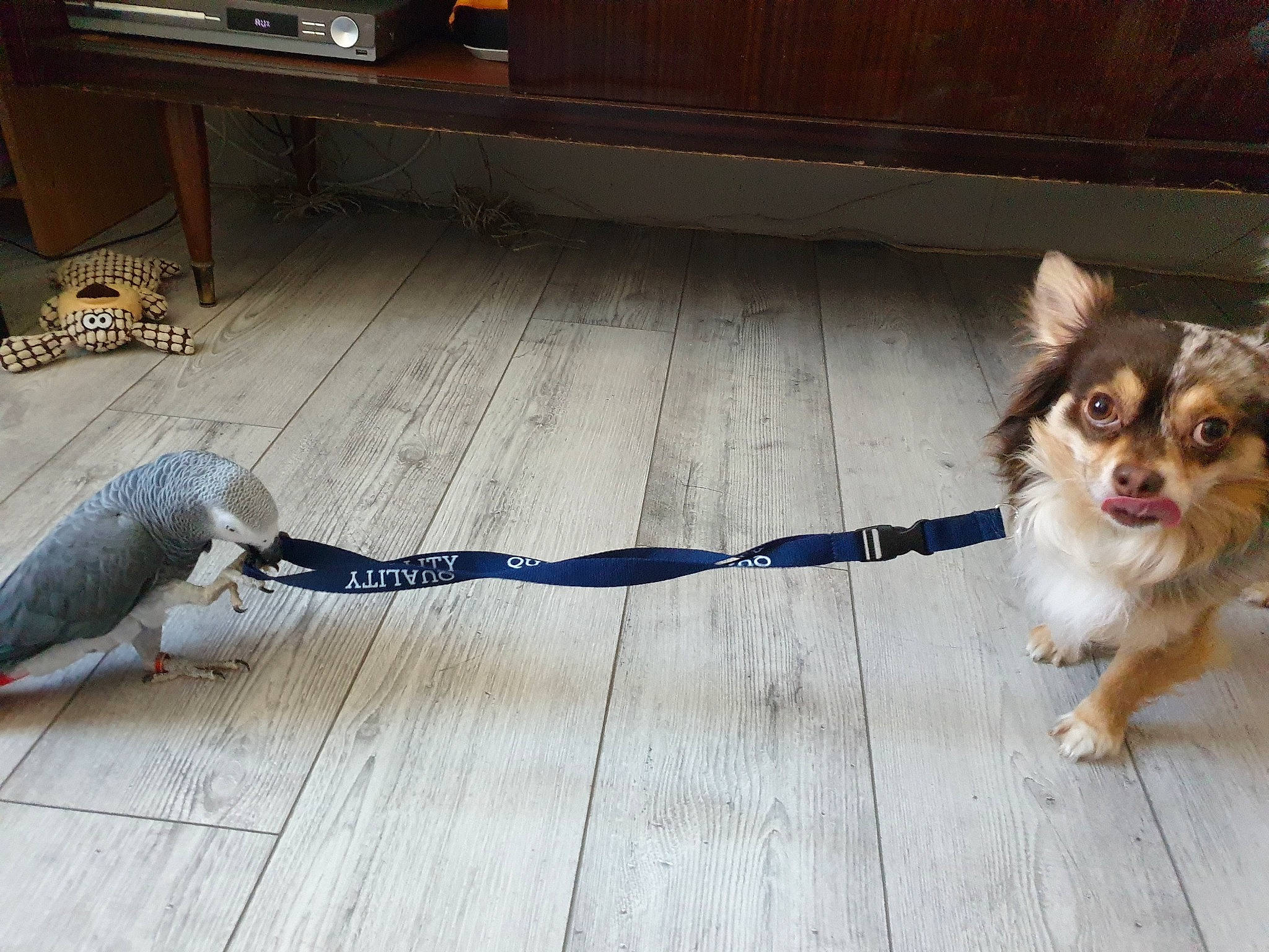 Noctis participe au concours pour gagner de l'argent avec cette photo : beak, bird, carnivore, collie, companion_dog, dog, dog_breed, fawn, feather, floor, flooring, glove, hardwood, herding_dog, pomeranian, shetland_sheepdog, snout, tail, toy_dog, wood