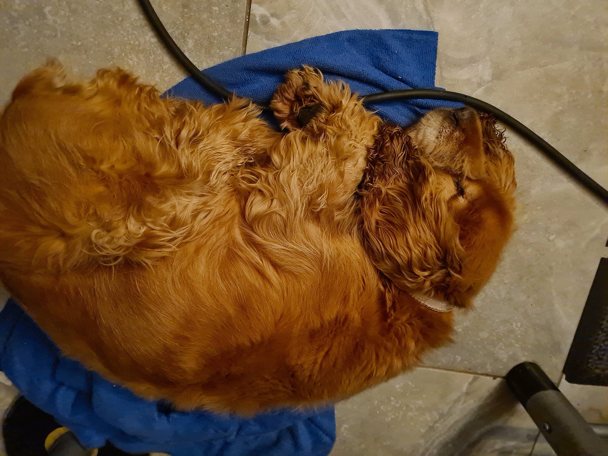 Scouby a rejoint le concours — aidez-le/la à gagner de superbes lots ! carnivore, comfort, companion_dog, dog_breed, fawn, felidae, fiber, fur, kitchen_utensil, liver, nap, pet_supply, rope_rhythmic_gymnastics, sleep, small_to_medium_sized_cats, snout, sporting_group, tail, terrestrial_animal, whiskers