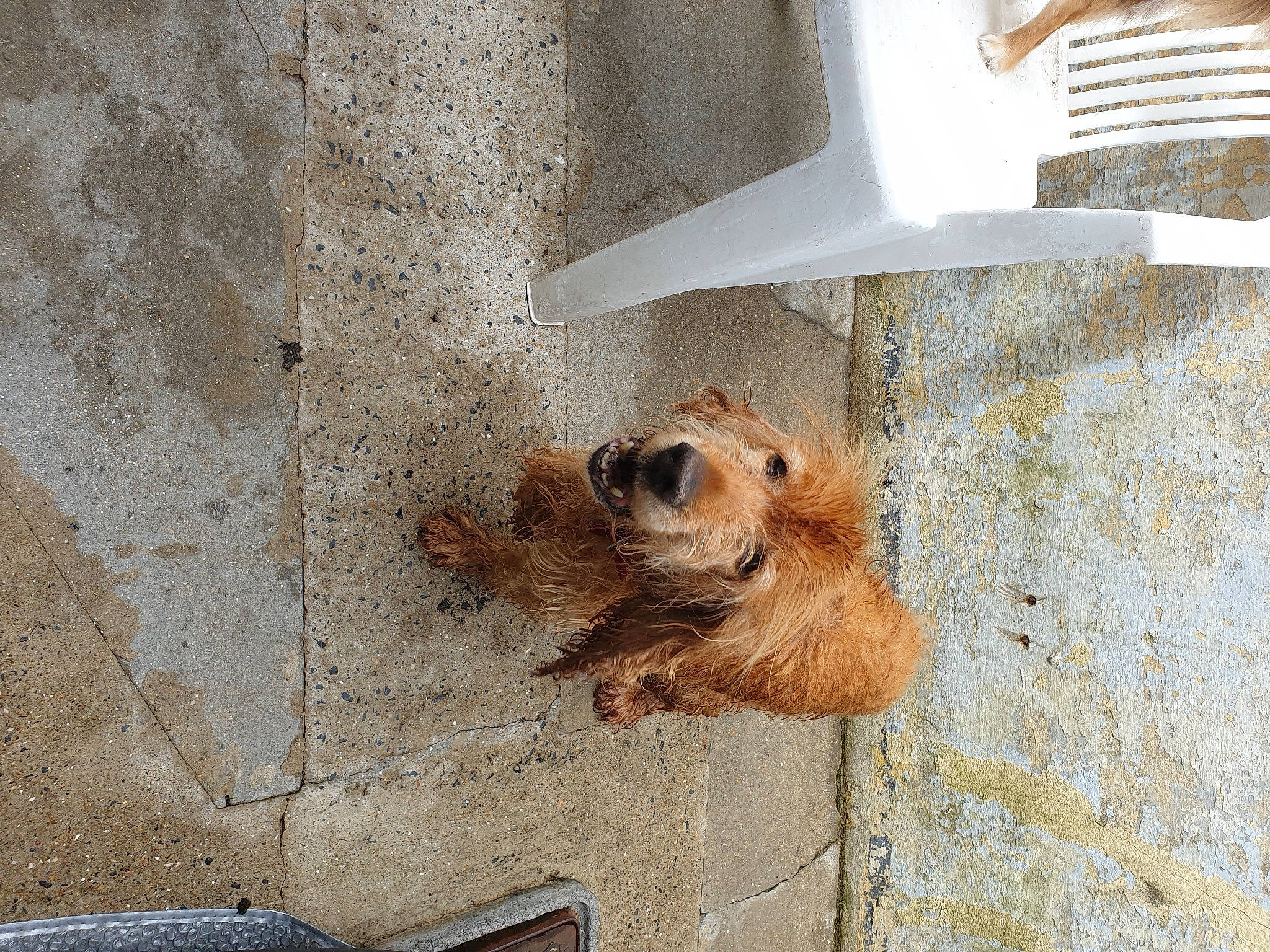 Scouby a rejoint le concours — aidez-le/la à gagner de superbes lots ! canidae, carnivore, concrete, dog_breed, door, fawn, fur, liver, paw, red_backed_voles, rodent, sporting_group, tail, terrestrial_animal, whiskers, wildlife, wood