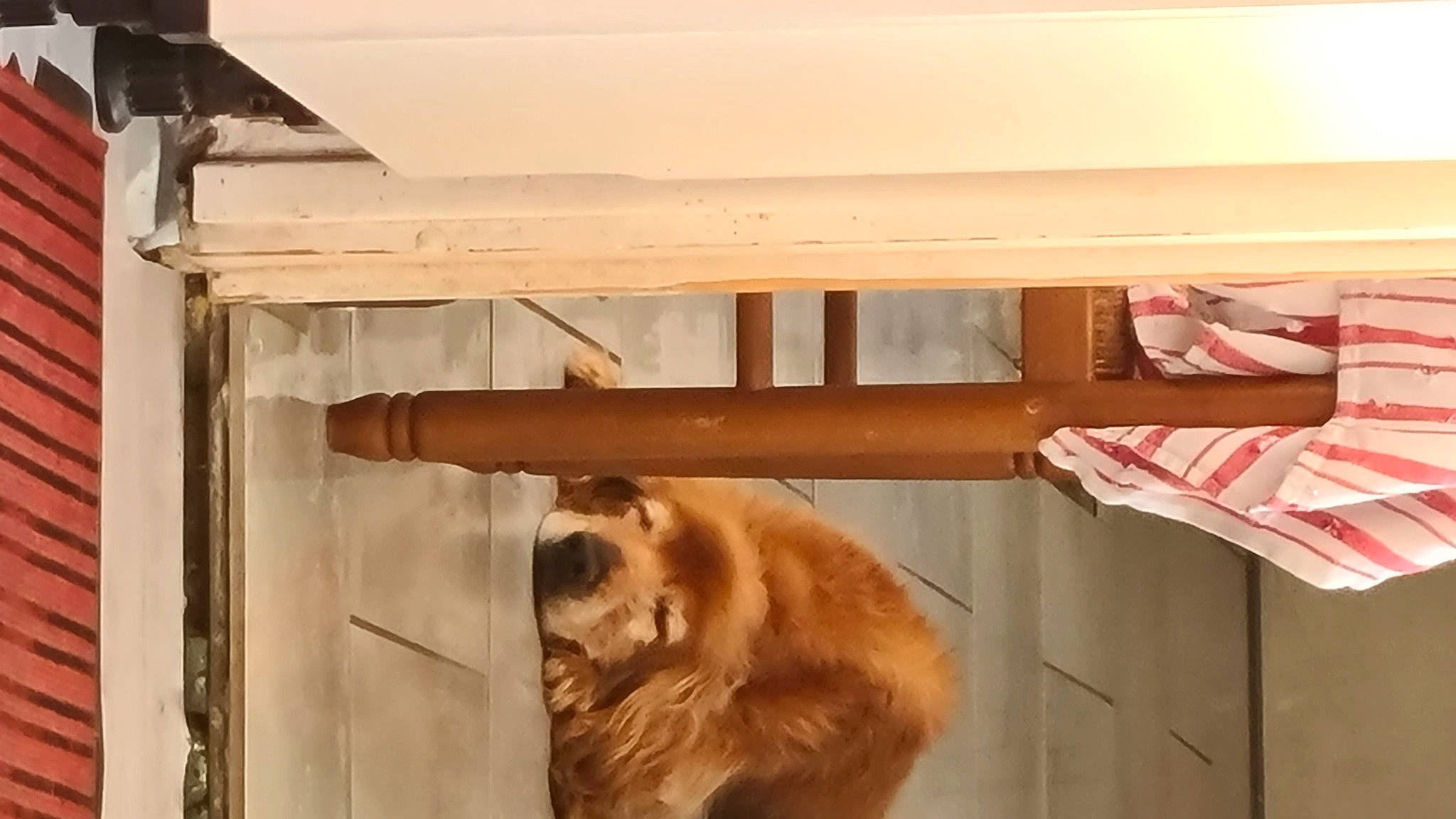 Scouby a rejoint le concours — aidez-le/la à gagner de superbes lots ! carnivore, door, fawn, fur, hardwood, natural_material, primate, room, snout, sporting_group, terrestrial_animal, tints_and_shades, wood, working_animal