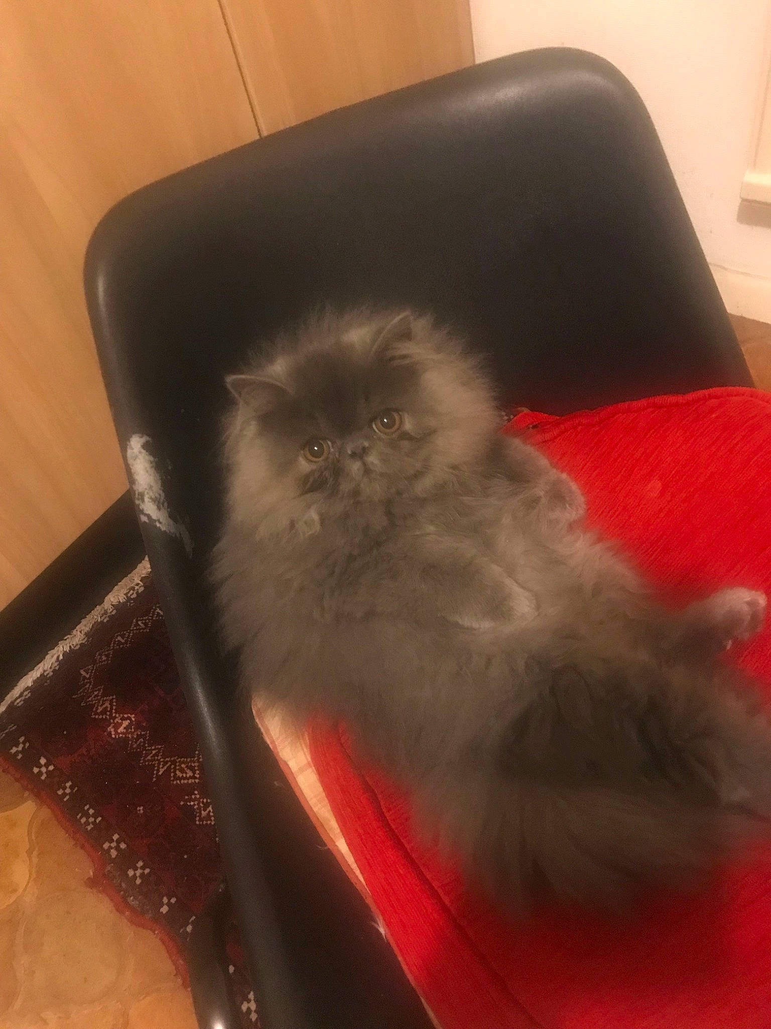 Florence joined the competition — help win amazing prizes! canidae, cat, chair, companion_dog, fur, furniture, tail