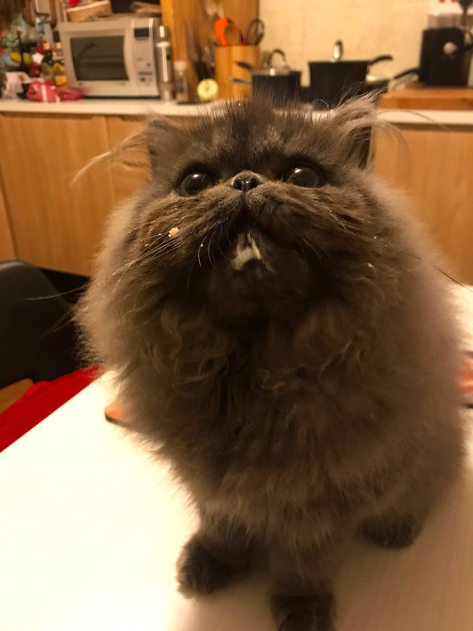 Florence is registered to the contest to win money with this photo: asian, asian_semi_longhair, british_longhair, british_semi_longhair, carnivore, cat, domestic_long_haired_cat, eye, fawn, felidae, fur, himalayan, mammal, napoleon_cat, norwegian_forest_cat, persian, small_to_medium_sized_cats, snout, vertebrate, whiskers