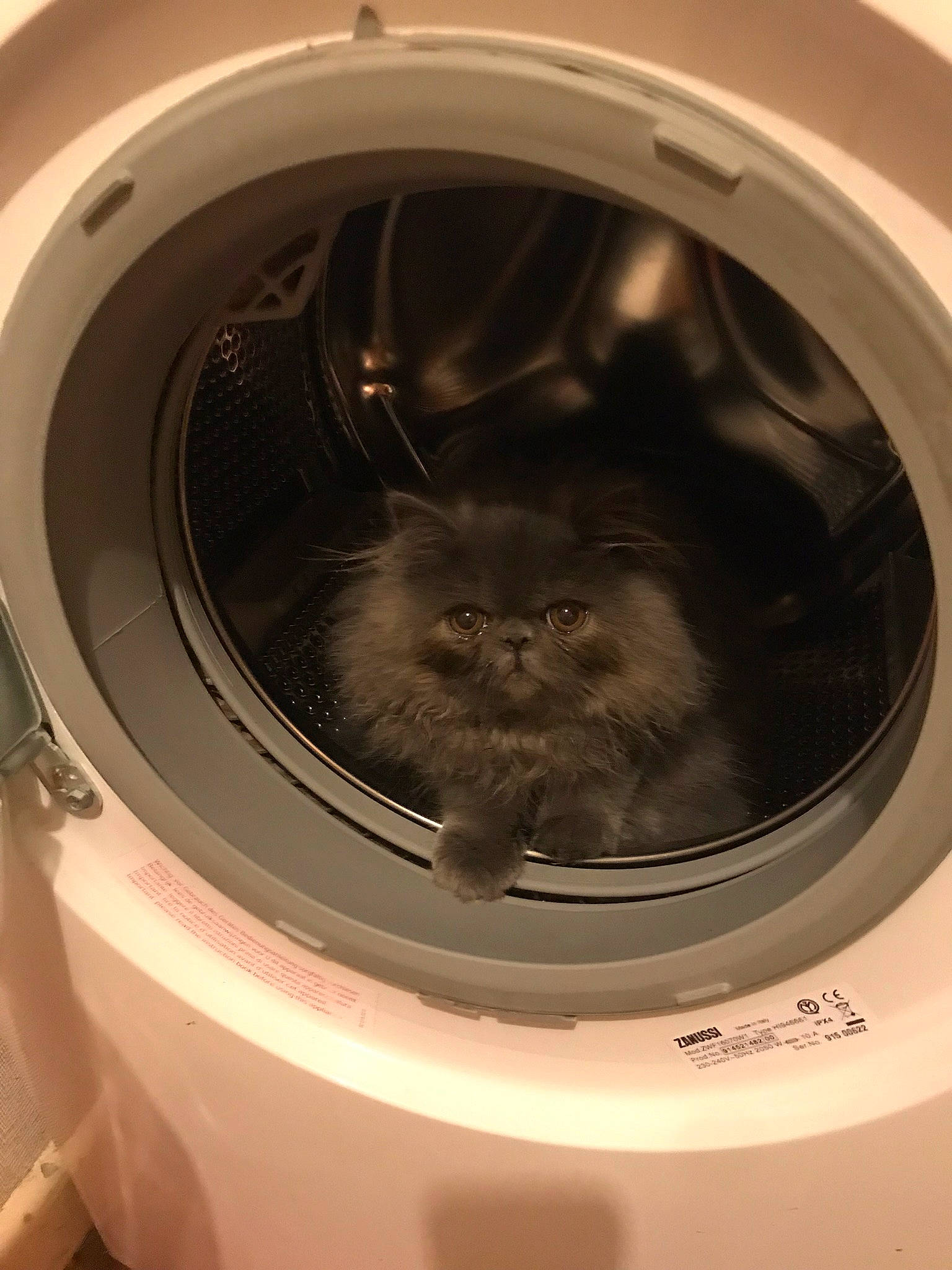 Florence is registered to the contest to win money with this photo: cat, clothes_dryer, felidae, home_appliance, major_appliance, small_to_medium_sized_cats, washing, washing_machine, whiskers