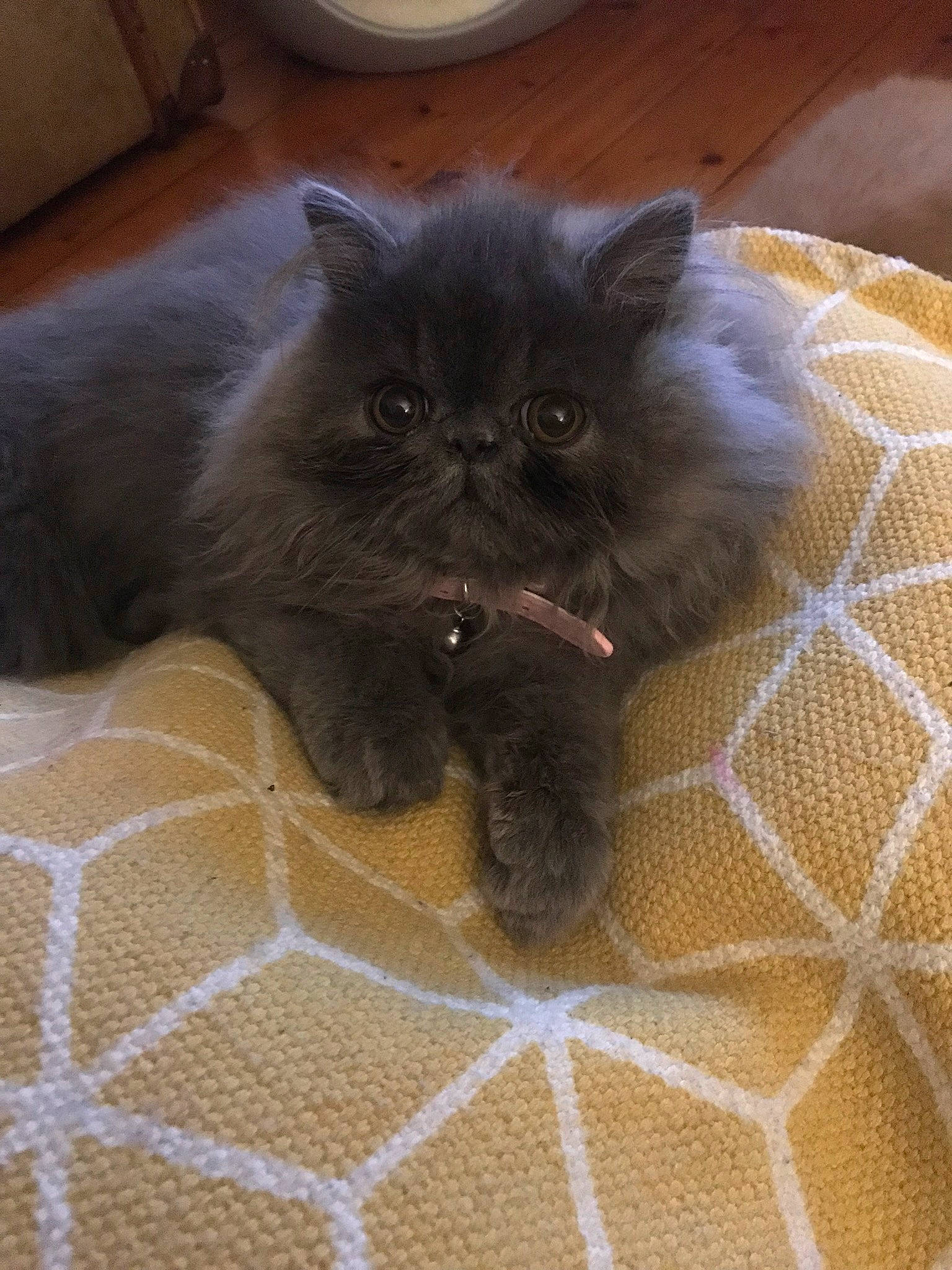Florence joined the competition — help win amazing prizes! asian_semi_longhair, black_cat, british_longhair, british_semi_longhair, british_shorthair, carnivore, cat, domestic_long_haired_cat, fawn, felidae, fur, himalayan, kitten, mammal, norwegian_forest_cat, persian, small_to_medium_sized_cats, vertebrate, whiskers
