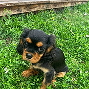 Bonnie participe au concours pour gagner de l'argent avec cette photo : puppy, dog, black_and_tan, sitting, grass, outdoor, garden, wooden_deck, plant_pots, portrait, pet, animal, floppy_ears, brown_markings, short_legs, cute, looking_at_camera, greenery, smartphone_screenshot, photograph