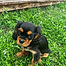 puppy, dog, black_and_tan, sitting, grass, outdoor, garden, wooden_deck, plant_pots, portrait, pet, animal, floppy_ears, brown_markings, short_legs, cute, looking_at_camera, greenery, smartphone_screenshot, photograph