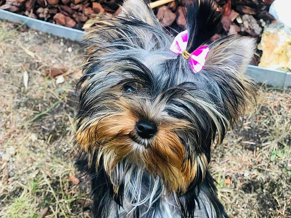 Lily participe au concours pour gagner de l'argent avec cette photo : biewer_terrier, canidae, carnivore, companion_dog, dog, dog_breed, event, fur, grass, hat, liver, small_terrier, snout, soil, sporting_group, terrestrial_animal, terrier, toy_dog, working_animal, yorkipoo
