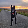 Pagaille participe au concours pour gagner de l'argent avec cette photo : dog, black_dog, red_collar, road, sunset, outdoor, animal, canine, walking, nature, sky, clouds, rural, field, evening, portrait, pet, scenic, quiet, serene