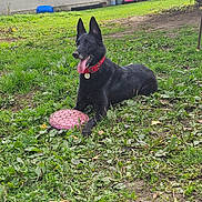 Pagaille a rejoint le concours — aidez-le/la à gagner de superbes lots ! dog, black_dog, frisbee, grass, yard, outdoor, collar, tongue_out, pet, garden, playful, animal, canine, house, window, shutter, plant, leaf, soil, tree
