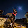 Pagaille a rejoint le concours — aidez-le/la à gagner de superbes lots ! dog, black_dog, collar, red_collar, night, moon, tennis_ball, stone_ledge, car, outdoor, animal, pet, playing, wings, whimsical, dark_sky, nature, bushes, sitting, bright