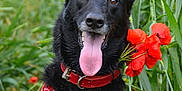 Pagaille a rejoint le concours — aidez-le/la à gagner de superbes lots ! dog, black_dog, red_collar, red_bandana, flowers, greenery, grass, outdoor, tongue_out, happy, pet, animal, nature, portrait, ears_up, closeup, canine, summer, playful, field