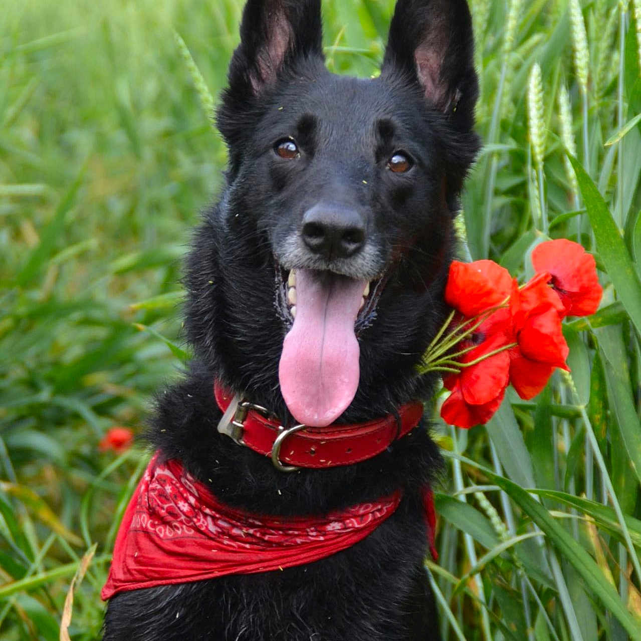 Pagaille a rejoint le concours — aidez-le/la à gagner de superbes lots ! animal, black_dog, canine, closeup, dog, ears_up, field, flowers, grass, greenery, happy, nature, outdoor, pet, playful, portrait, red_bandana, red_collar, summer, tongue_out