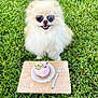 dog, pomeranian, sunglasses, grass, cupcake, pink_frosting, wooden_board, fork, picnic, fluffy, smile, pet, outdoors, birthday, number_2, lime_slice, accessory, happy, portrait, small_dog