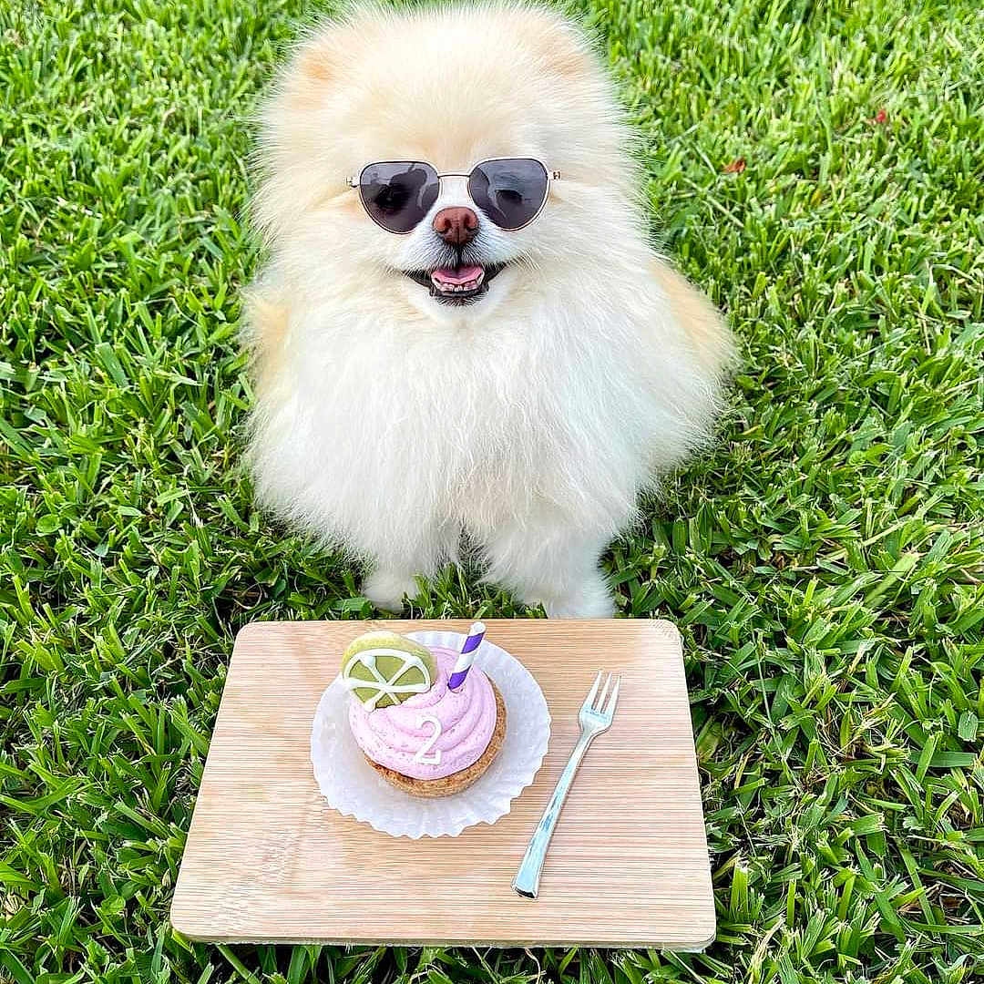 Glitzypoms is registered to the contest to win money with this photo: accessory, birthday, cupcake, dog, fluffy, fork, grass, happy, lime_slice, number_2, outdoors, pet, picnic, pink_frosting, pomeranian, portrait, small_dog, smile, sunglasses, wooden_board