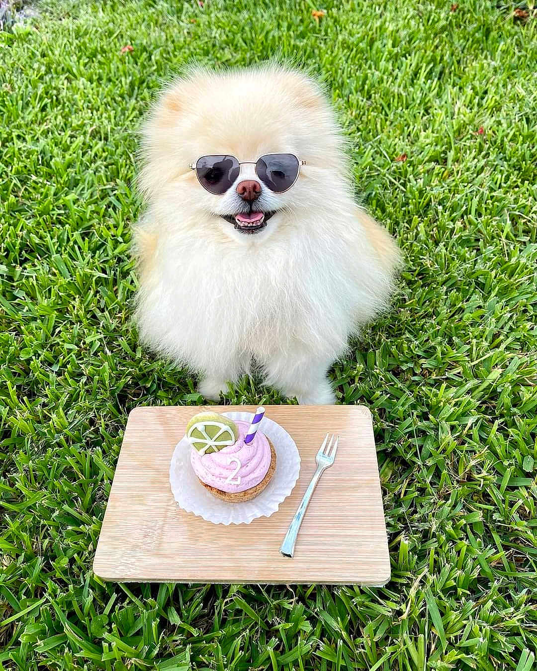 Glitzypoms is registered to the contest to win money with this photo: dog, pomeranian, sunglasses, grass, cupcake, pink_frosting, wooden_board, fork, picnic, fluffy, smile, pet, outdoors, birthday, number_2, lime_slice, accessory, happy, portrait, small_dog