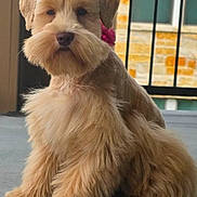 Cookie joined the competition — help win amazing prizes! dog, fluffy, pet, sitting, beard, bow, cute, outdoor, patio, fur, animal, canine, groomed, adorable, face, ears, legs, nose, portrait, companion