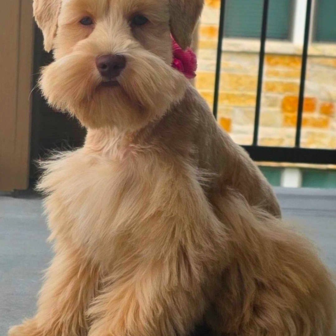 Cookie joined the competition — help win amazing prizes! dog, fluffy, pet, sitting, beard, bow, cute, outdoor, patio, fur, animal, canine, groomed, adorable, face, ears, legs, nose, portrait, companion