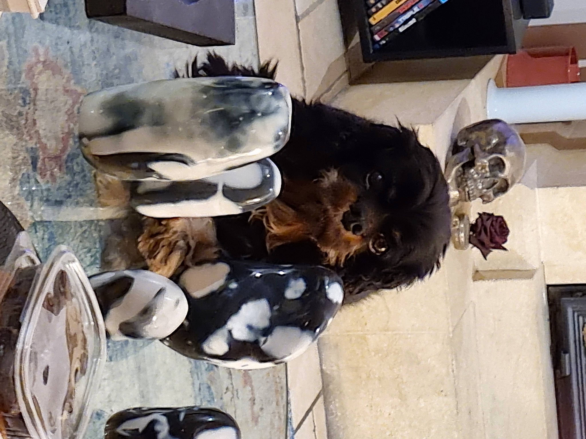 Griotte participe au concours pour gagner de l'argent avec cette photo : auto_part, automotive_exterior, automotive_lighting, automotive_tire, bumper, carnivore, companion_dog, computer_keyboard, cookware_and_bakeware, display_device, dog, dog_breed, eyewear, felidae, fur, personal_protective_equipment, room, snout, tail, television