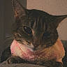 animal, calm, cat, close_up, cozy, cute, dim_lighting, ears, feline, indoor, paws, pet, pink, portrait, resting, soft_texture, sweater, tabby_cat, whiskers, yellow