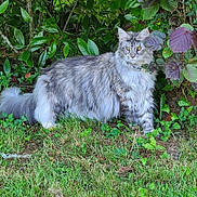 Zaya a rejoint le concours — aidez-le/la à gagner de superbes lots ! alert, animal, bush, cat, feline, fluffy, fur, garden, grass, gray, greenery, leaf, mammal, nature, outdoor, pet, plants, standing, white, wildlife
