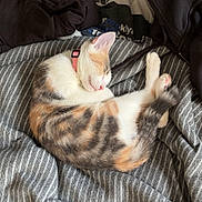 April a rejoint le concours — aidez-le/la à gagner de superbes lots ! cat, kitten, sleeping, calico, blanket, striped, clothing, pink_collar, cozy, resting, indoor, soft, cute, pet, feline, fur, relaxation, domestic_animal, animal, nap
