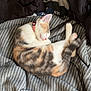 cat, kitten, sleeping, calico, blanket, striped, clothing, pink_collar, cozy, resting, indoor, soft, cute, pet, feline, fur, relaxation, domestic_animal, animal, nap