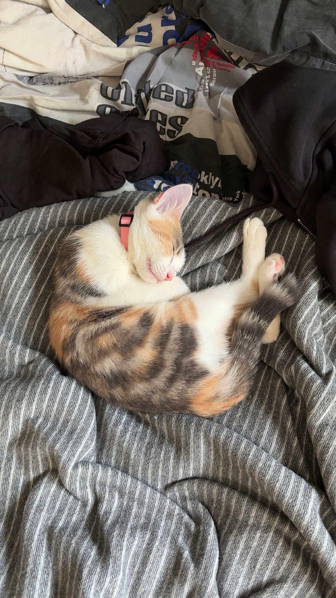April a rejoint le concours — aidez-le/la à gagner de superbes lots ! cat, kitten, sleeping, calico, blanket, striped, clothing, pink_collar, cozy, resting, indoor, soft, cute, pet, feline, fur, relaxation, domestic_animal, animal, nap
