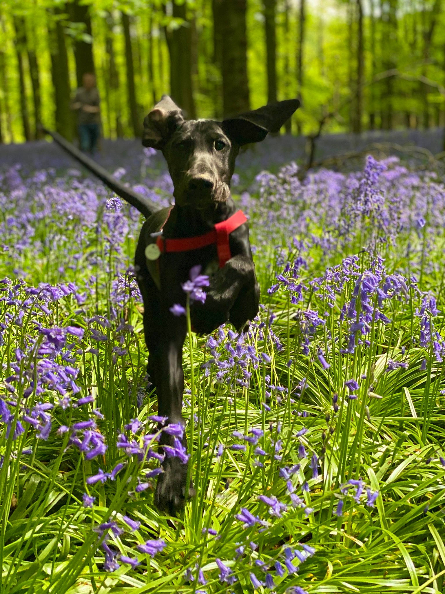 Margot joined the competition — help win amazing prizes! canidae, carnivore, delphinium, dog, dog_breed, english_lavender, fawn, flower, flowering_plant, forest, gladiolus, lupin, meadow, natural_environment, plant, purple, sporting_group, spring, wildflower, woodland