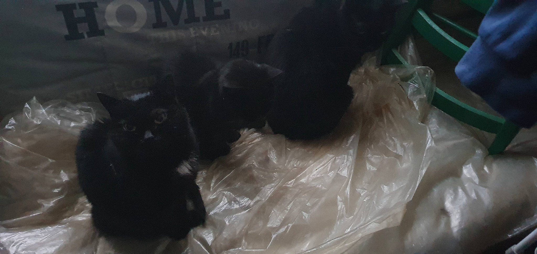 Mambo participe au concours pour gagner de l'argent avec cette photo : black_cat, bombay, carnivore, cat, domestic_short_haired_cat, event, felidae, fur, plastic, plastic_bag, plastic_wrap, small_to_medium_sized_cats, tail, terrestrial_animal, whiskers