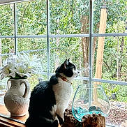 Pickles joined the competition — help win amazing prizes! cat, windowsill, window, flowers, vase, glass_bowl, wood, greenery, garden, nature, indoor, decor, plant, pet, animal, black_and_white, sitting, looking_out, daylight, cozy