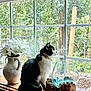 cat, windowsill, window, flowers, vase, glass_bowl, wood, greenery, garden, nature, indoor, decor, plant, pet, animal, black_and_white, sitting, looking_out, daylight, cozy