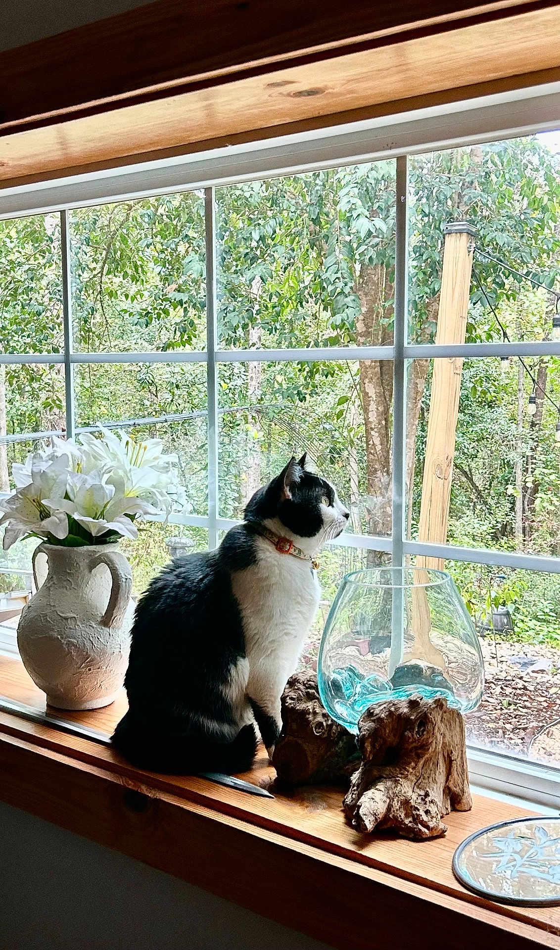 Pickles joined the competition — help win amazing prizes! cat, windowsill, window, flowers, vase, glass_bowl, wood, greenery, garden, nature, indoor, decor, plant, pet, animal, black_and_white, sitting, looking_out, daylight, cozy