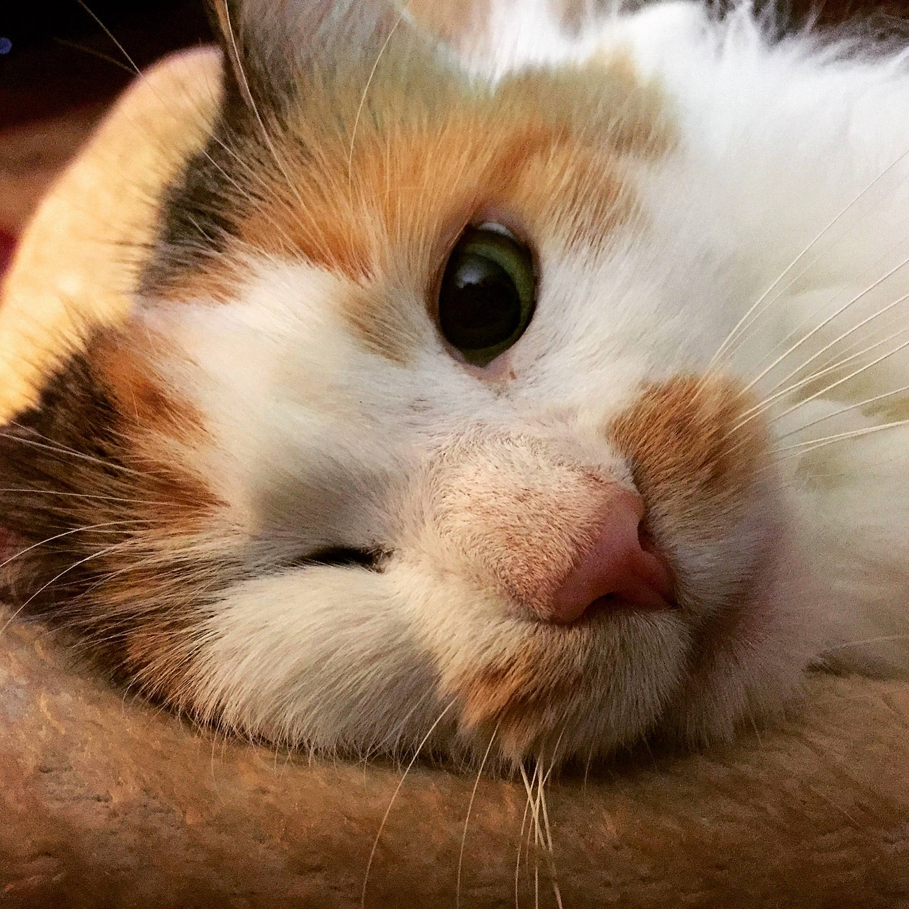 Iris is registered to the contest to win money with this photo: aegean_cat, british_semi_longhair, carnivore, cat, close_up, domestic_long_haired_cat, european_shorthair, eye, felidae, fur, munchkin, nose, ojos_azules, paw, photography, small_to_medium_sized_cats, snout, turkish_van, whiskers