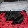 Oxo participe au concours pour gagner de l'argent avec cette photo : animal, bed, bedroom, black_cat, cat, chair, curled_up, fluffy, furry, hallway, home, indoors, long_hair, paw_prints, pet, portrait, red_blanket, relaxed, resting, sleeping