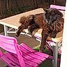 Oxo a rejoint le concours — aidez-le/la à gagner de superbes lots ! cat, chair, dark_fur, fence, fluffy_cat, funny_pose, garden, long_hair, outdoor, patio, paws, pet, pink_chairs, relaxed, shadow, sleeping, sunlight, table, whiskers, wooden_fence