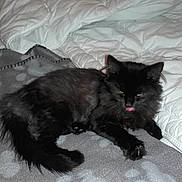 Oxo participe au concours pour gagner de l'argent avec cette photo : animals, bed, bedding, bedroom, black_cats, blanket, cats, cozy, dark_fur, fluffy, indoor, long_hair, lounging, pets, photography, relaxed, sitting, sleeping, tongue_out, yellow_eyes