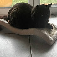Oxo a rejoint le concours — aidez-le/la à gagner de superbes lots ! cat, black_cat, indoor, cat_scratch_pad, floor_tile, glass_door, green_lawn, furniture, pet, animal, relaxed, cozy, window, shadow, home, curved_scratch_pad, fur, resting, daylight, quiet