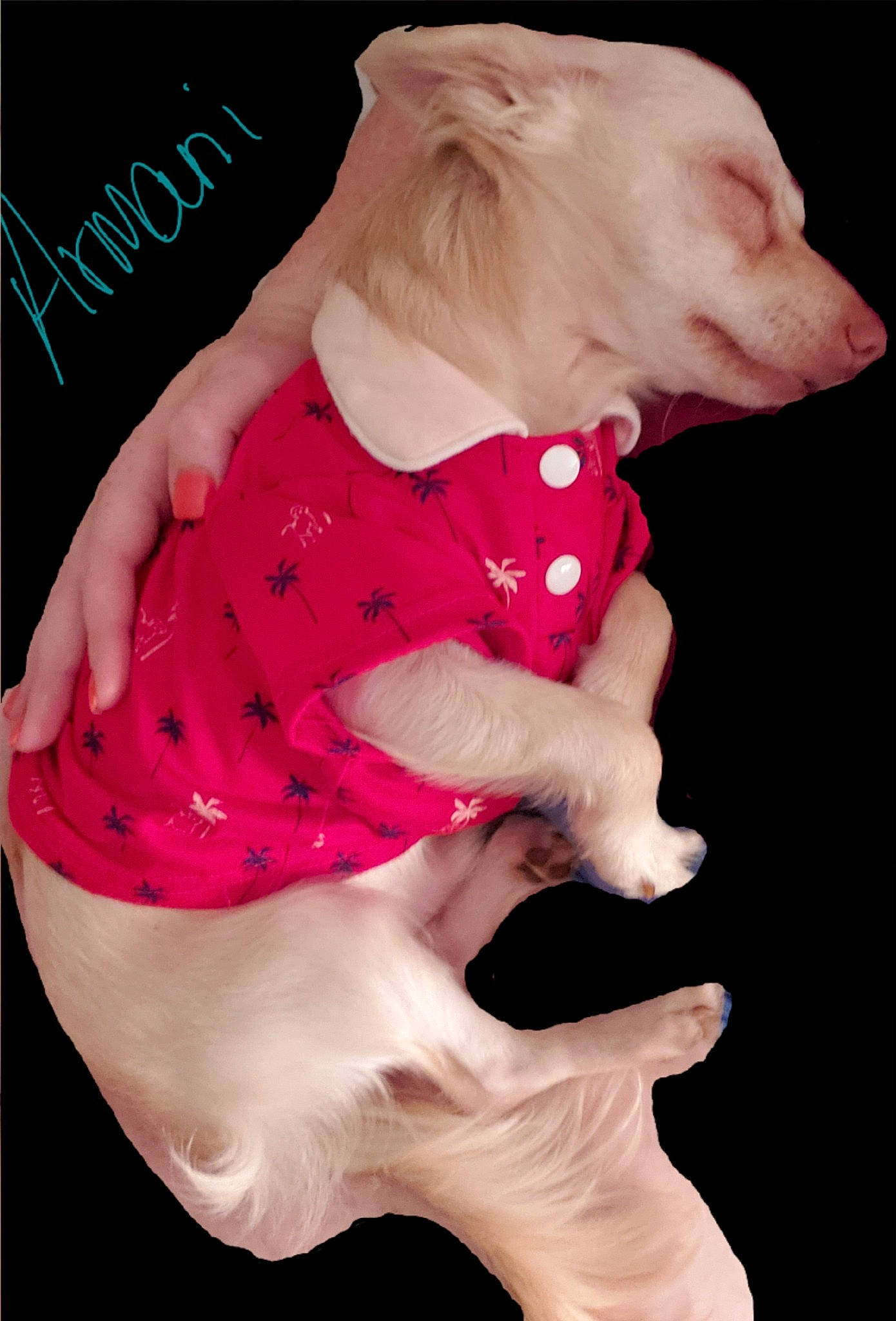 Armani is registered to the contest to win money with this photo: baby_toddler_clothing, carmine, carnivore, chest, companion_dog, dog_clothes, fawn, font, human_body, magenta, pattern, pink, sleeve, stuffed_toy, t_shirt, teddy_bear, textile, thigh, trunk, working_animal