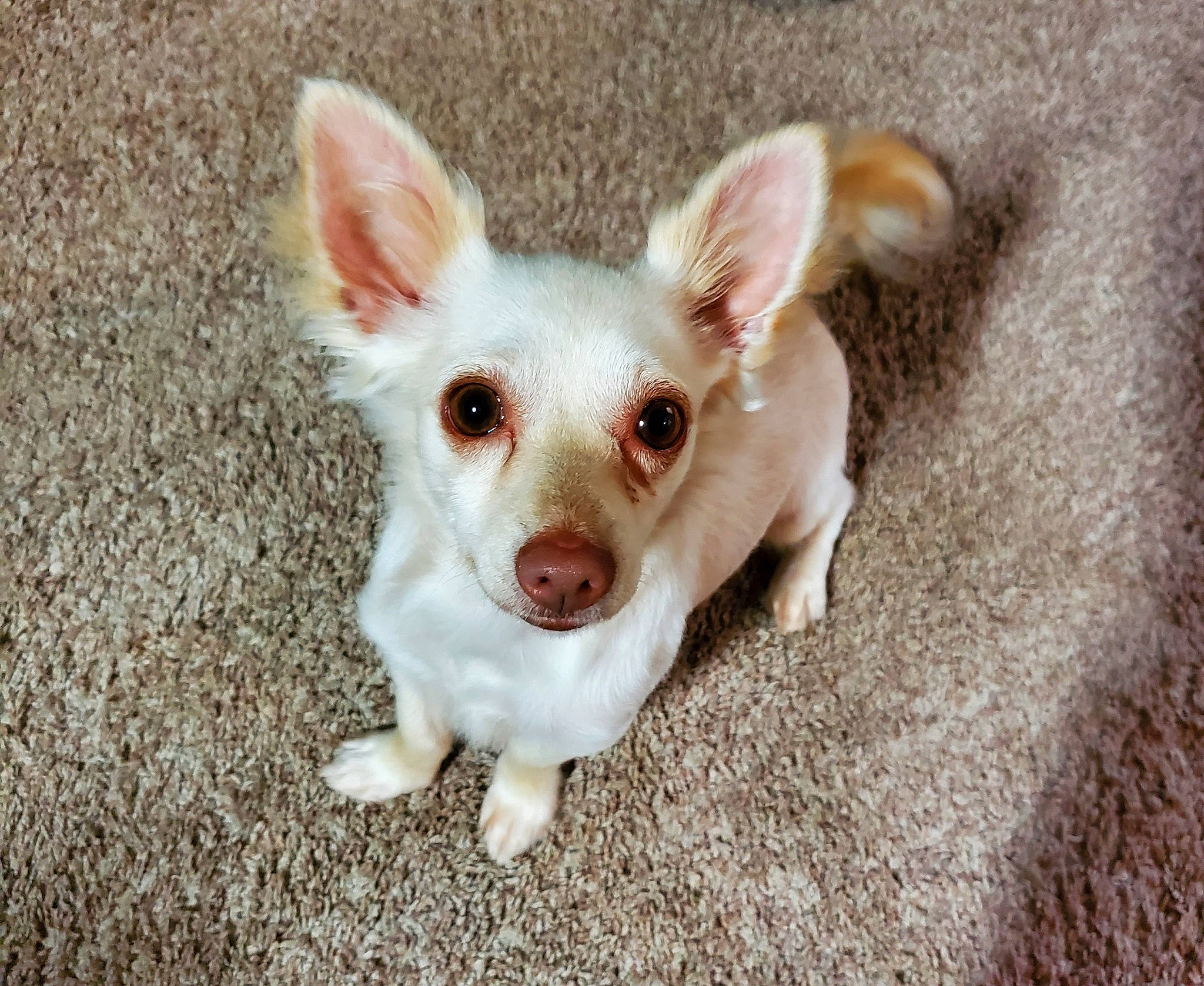 Armani joined the competition — help win amazing prizes! canidae, carnivore, companion_dog, corgi_chihuahua, dog, dog_breed, ear, eye, fawn, fur, grass, paw, puppy, russkiy_toy, snout, sporting_group, terrestrial_animal, toy_dog, whiskers, working_animal