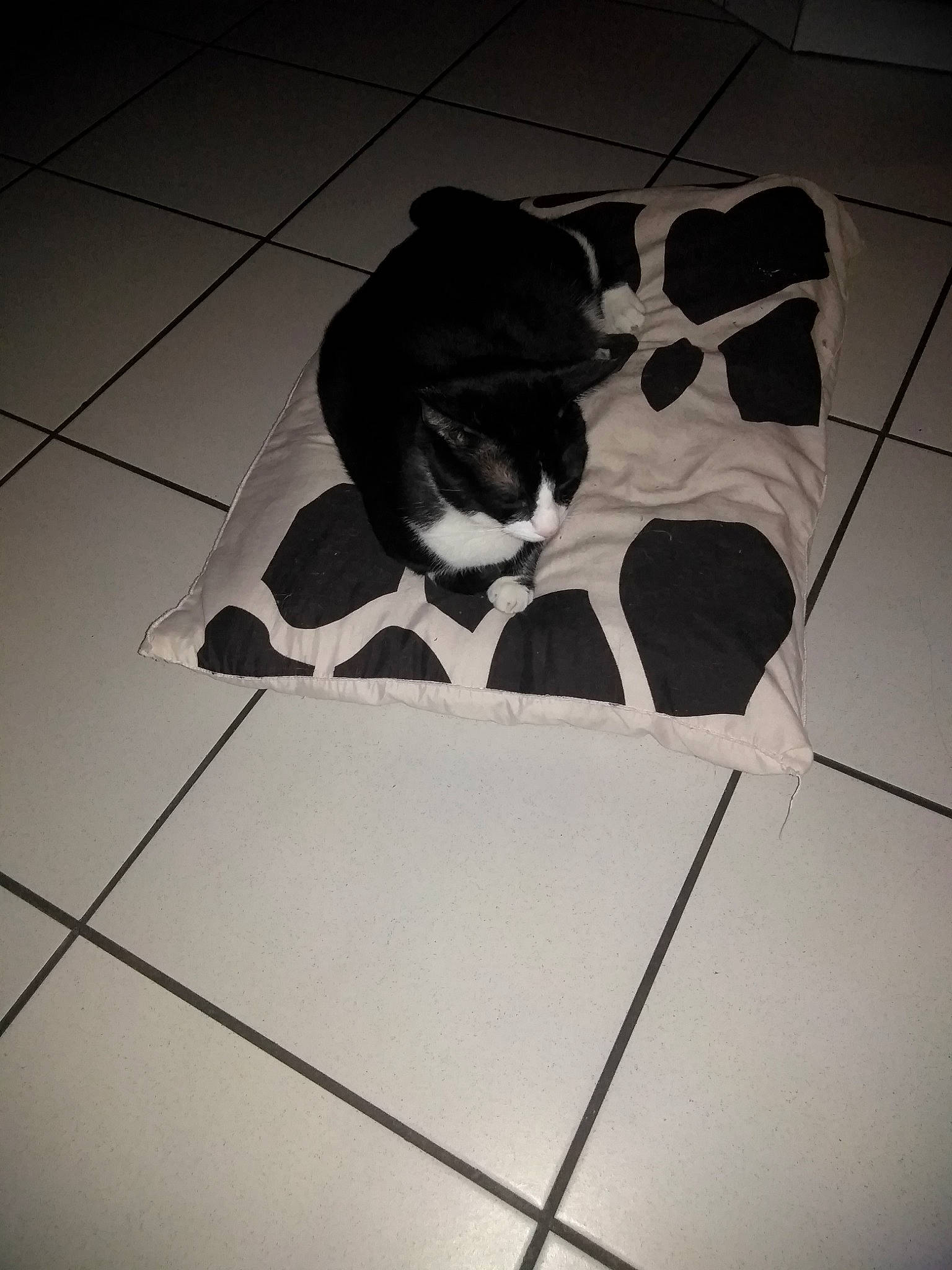 Titi a rejoint le concours — aidez-le/la à gagner de superbes lots ! art, black_and_white, canidae, floor, flooring, non_sporting_group, photography, shadow, sporting_group, tile