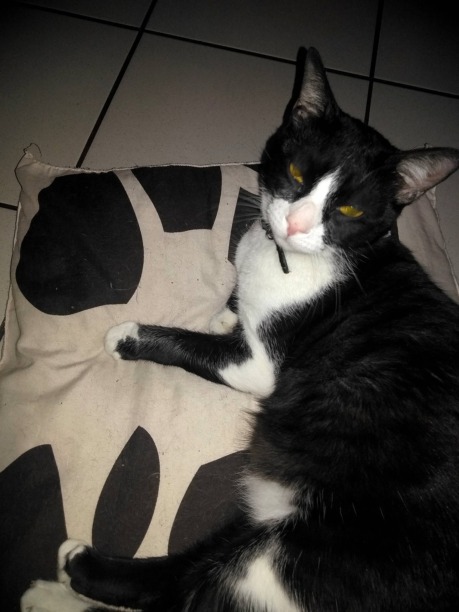 Titi a rejoint le concours — aidez-le/la à gagner de superbes lots ! black, black_and_white, black_cat, carnivore, cat, claw, domestic_short_haired_cat, eye, felidae, formal_wear, fur, kitten, leg, paw, polydactyl_cat, small_to_medium_sized_cats, snout, tail, whiskers, white