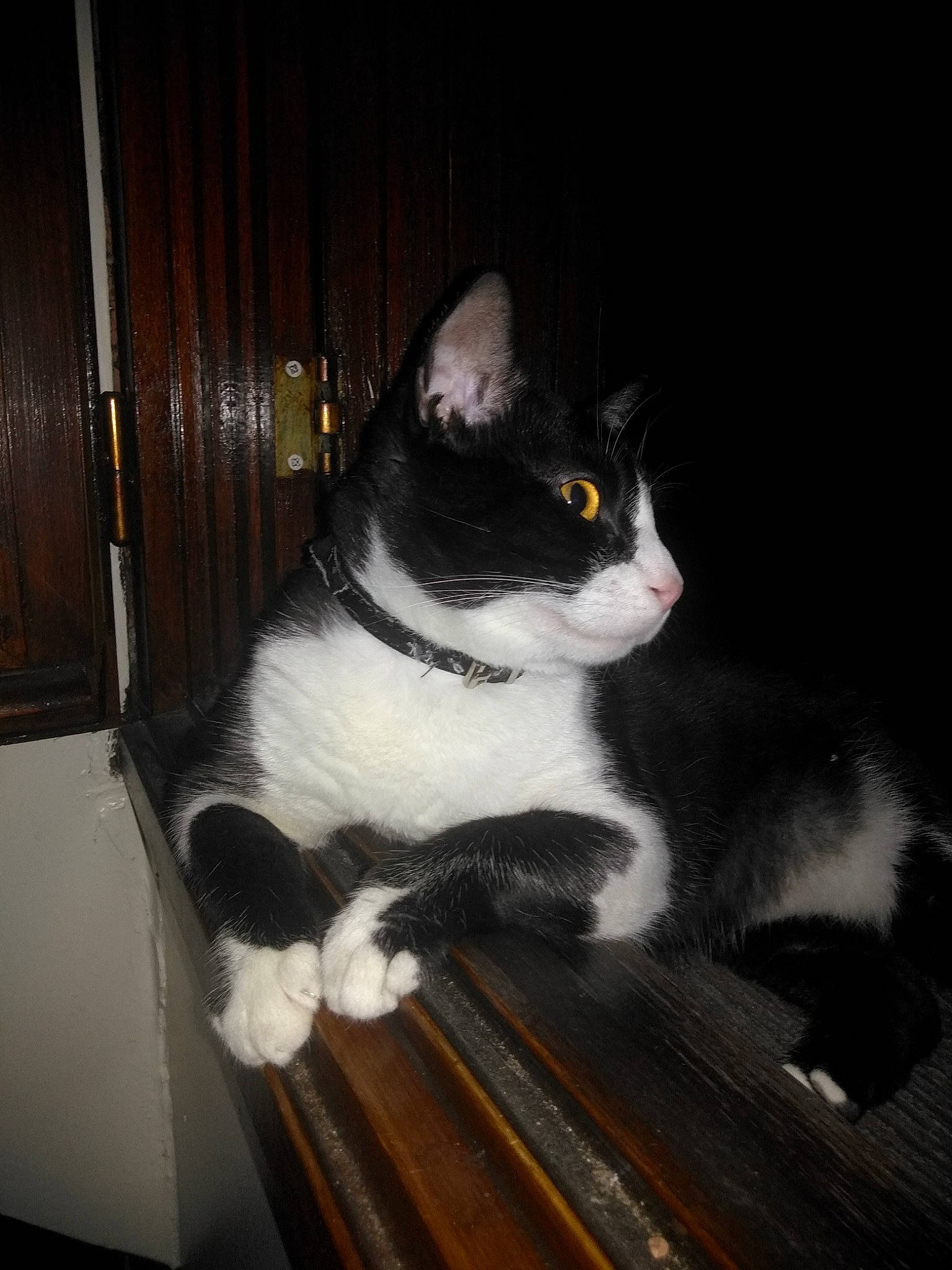 Titi a rejoint le concours — aidez-le/la à gagner de superbes lots ! american_wirehair, black_and_white, carnivore, cat, domestic_short_haired_cat, eye, felidae, fur, mammal, polydactyl_cat, small_to_medium_sized_cats, tail, whiskers