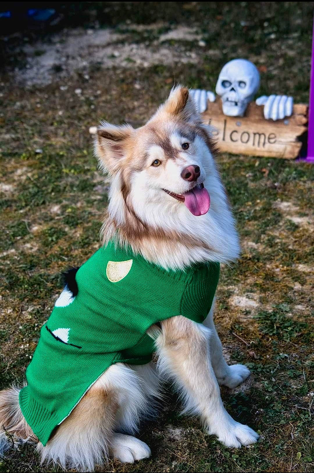 Thor participe au concours pour gagner de l'argent avec cette photo : canidae, carnivore, collar, companion_dog, dog, dog_breed, dog_clothes, dog_supply, fashion_accessory, fawn, fur, grass, leash, plant, snout, spitz, sporting_group, tail, toy_dog, whiskers