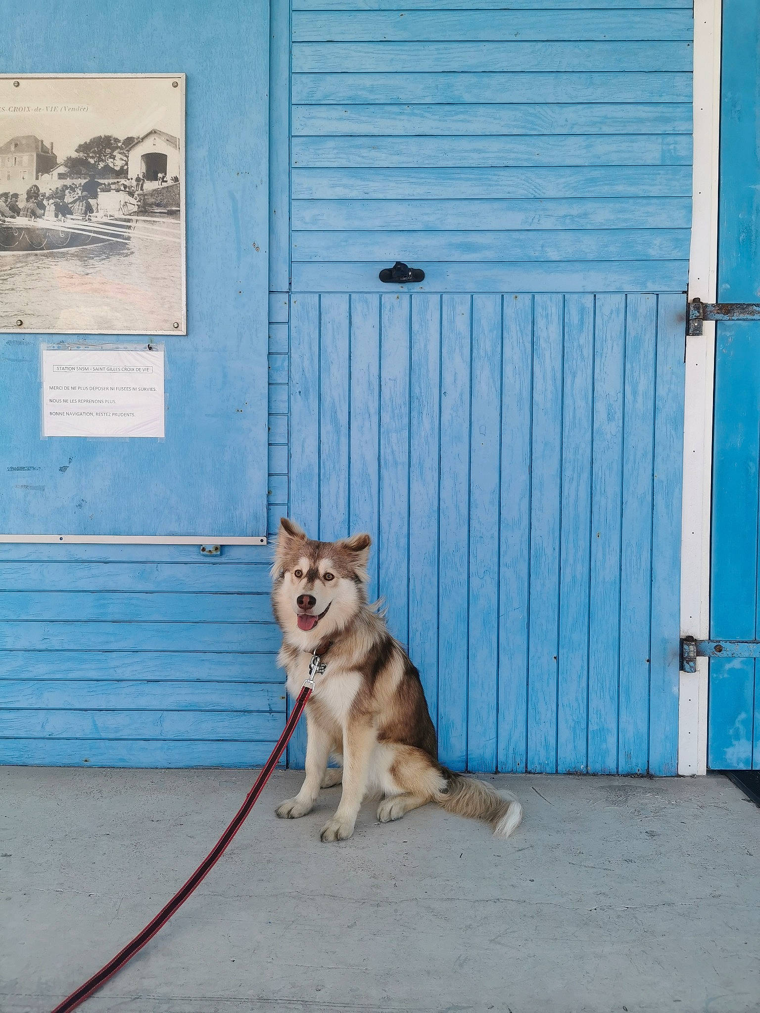 Thor a rejoint le concours — aidez-le/la à gagner de superbes lots ! building, canidae, carnivore, collar, companion_dog, dog, dog_breed, door, electric_blue, fawn, home_door, house, pet_supply, siding, sled_dog, sporting_group, tail, window, wood, working_animal